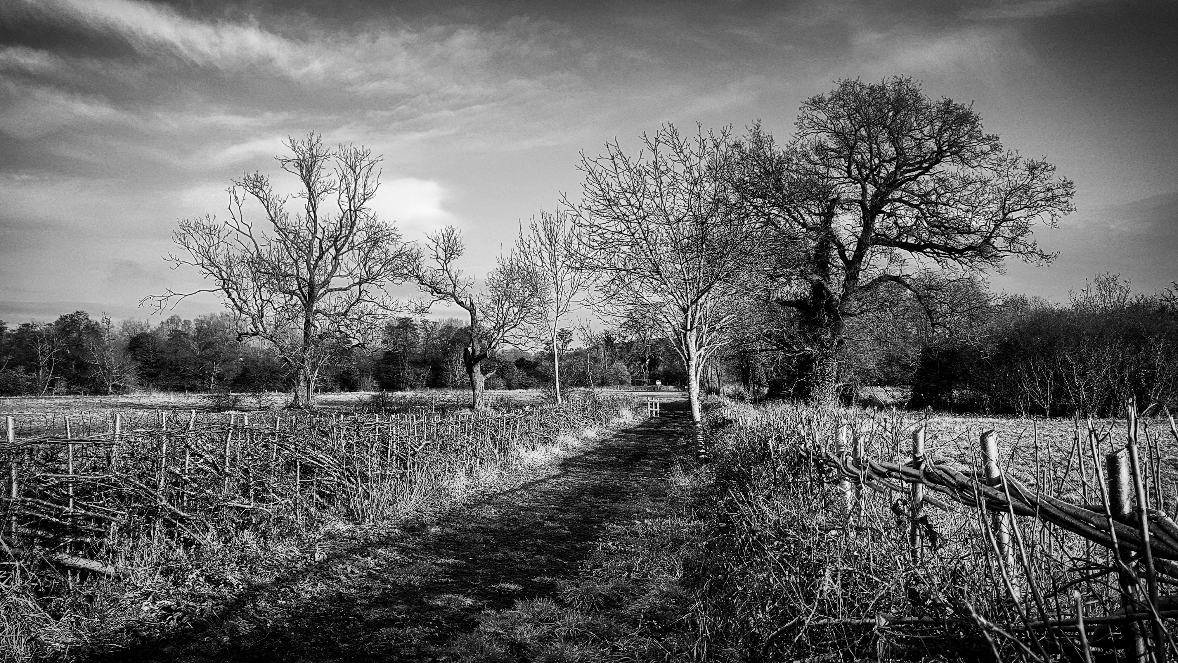 Hedge after being laid in the Bordesley Meadows of Arrow Valley by the Midweek Volunteers